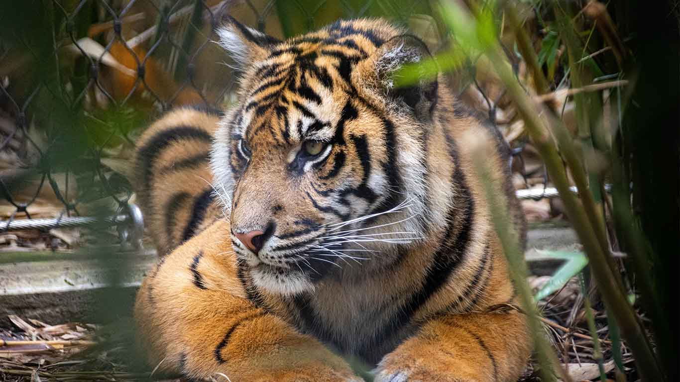 A tiger cub resting among bamboo