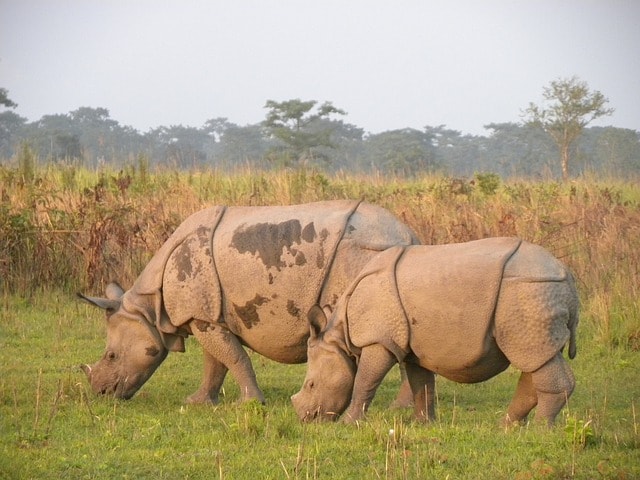 Two rhinoceros grazing in Assam