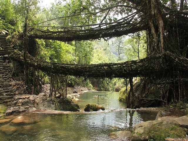 A living root bridge in Nongriat